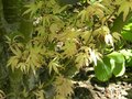 vignette Acer palmatum 'Kagiri 'Nishiki'