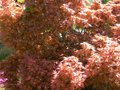 vignette Acer palmatum 'Wilson's Pink Dwarf'