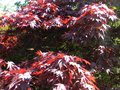 vignette Acer palmatum 'Fire Glow'