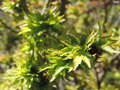 vignette Acer palmatum 'Kotohime'