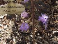 vignette Rhododendron 'Blue tit'