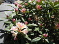 vignette Rhododendron 'Chateau de Villandry'