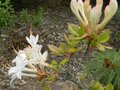 vignette Rhododendron viscosum