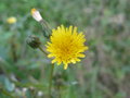 vignette Sonchus asper (fleur)