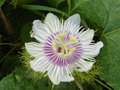 vignette Passiflora foetida - Passiflore foetide