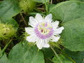 vignette Passiflora foetida - Passiflore foetide