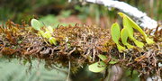 vignette Bulbophyllum baladeanum