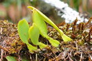 vignette Bulbophyllum baladeanum