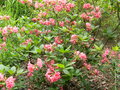 vignette Rhododendron 'Daybreak'