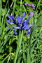 vignette Iris bleu des fleuristes