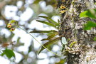 vignette Dendrobium oppositifolium