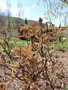vignette Paeonia arbustive lutea 'High Noon'
