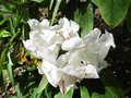vignette Rhododendron 'Loderi King George'