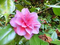 vignette Camellia japonica 'C.M. Hovey' ou 'Mathotiana' ?