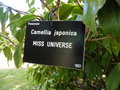 vignette Camellia japonica 'Miss Universe'
