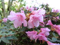 vignette Rhododendron 'Wee Bee'