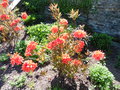 vignette Rhododendron 'Trevarez