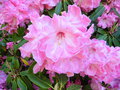 vignette Rhododendron 'Coronation Day'