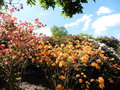 vignette Rhododendron 'Frans Van der Bom' au centre et 'Cecile'  gauche