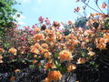 vignette Rhododendron molle 'Frans van der Bom'
