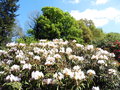 vignette Rhododendron makinoi