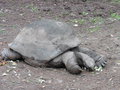 vignette Aldabrachelys gigantea - Tortue gante des Seychelles  Chamarel