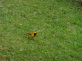 vignette Foudia flavicans - oiseau jaune de l'Ile Maurice