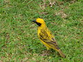 vignette Foudia flavicans - oiseau jaune de l'Ile Maurice