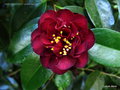 vignette Camélia ' MARRON AND GOLD ' camellia japonica