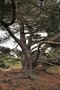vignette Pinus nigra