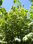 vignette Sorbus alnifolia