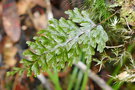 vignette Hymenophyllum humboldtianum