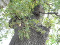 vignette Quercus sp