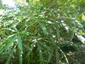 vignette Oreopanax dactylifolium