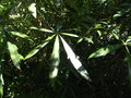 vignette Oreopanax dactylifolium