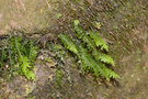 vignette Hymenophyllum dimidiatum