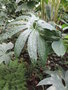 vignette Anthurium pedatoradiatum subsp pedatooradiatum