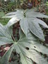 vignette Anthurium pedatoradiatum subsp pedatoradiatum
