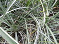 vignette Aechmea longifolia