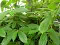 vignette Begonia ulmifolia