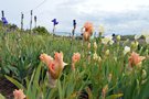vignette SHBL visite Les iris de la baie  St Pol de Lon