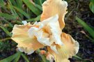 vignette SHBL visite Les iris de la baie  St Pol de Lon douce rverie