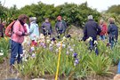 vignette SHBL visite Les iris de la baie  St Pol de Lon