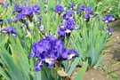 vignette SHBL visite Les iris de la baie  St Pol de Lon 