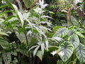 vignette Alocasia brancifolia