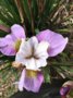 vignette SHBL visite Les iris de la baie  St Pol de Lon  - Iris tetrasibtosa 'Northern Pink'