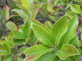 vignette Acokanthera oblongifolia