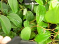 vignette Begonia guaduensis