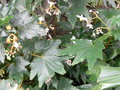 vignette Begonia sikkimensis