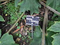 vignette Begonia x ricinifolia
